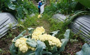 Panen Raya, Petani Kembang Kol Bantul Untung Besar