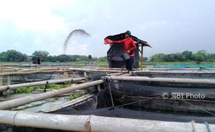 Berharap Eceng Gondok di Waduk Cengklik Boyolali Menjadi Berkah