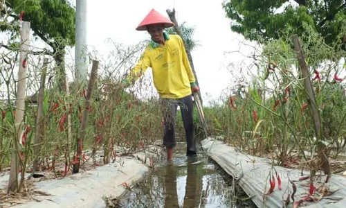 Diguyur Hujan Sampai Banjir, Petani Cabai Merugi