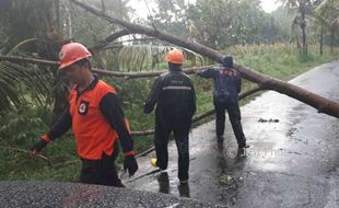 PLN Pusing Tujuh Keliling Banyak Pohon Bertumbangan