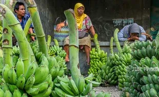 Foto Pasar Tradisional Pisang di Demak