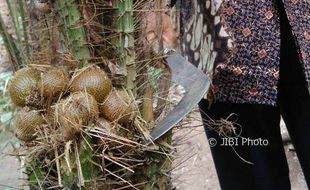 Salak Gading Kaya Manfaat, tapi Kalah Populer dari Salak Pondoh