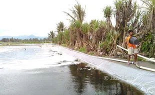 Pengelola Tambak Udang di Pantai Selatan Rela Digusur, Asal...