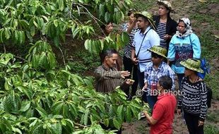 FOTO PERKEBUNAN JATENG : Kopi Sirap Dipelajari Timor Leste