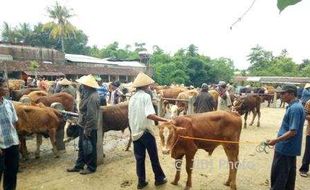 PETERNAKAN WONOGIRI : Musim Penghujan Bikin Harga Bibit Sapi Melambung