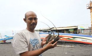 Nelayan Bantul Panen Lobster