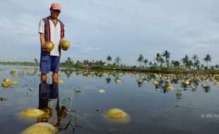 Lahan Terendam Air, Petani Kulonprogo Merugi