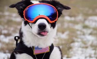 KISAH UNIK : Anjing Keren Ini Ternyata Petugas Bandara