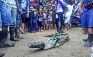 Buaya Tertangkap di Godean, Dari Mana Asalnya?