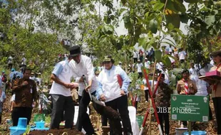 PRESIDEN DI GUNUNGKIDUL : Gunakan Sekop, Jokowi Tanam Bibit Jati