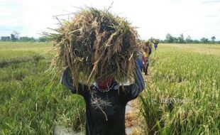 Pemerintah Kurangi Alokasi Pupuk Bersubsidi, Petani di Madiun Harus Bersiap-Siap