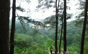 WISATA MADIUN : Pemandangan Hutan Pinus Nongko Ijo Bikin Fresh