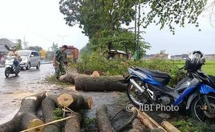 ANGIN KENCANG KLATEN : Perempuan Pengendara Motor Terluka Kena Pohon Tumbang di Jalan Solo-Jogja