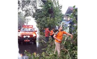 BENCANA SOLO : Pohon Tumbang saat Hujan Deras, Lalu Lintas 2 Ruas Jalan Terganggu