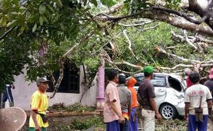 BENCANA PACITAN : Pohon Beringin Roboh Rusak 1 Rumah, 5 Sepeda Motor, dan 1 Mobil