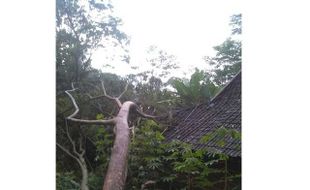 BENCANA WONOGIRI : Pohon Tumbang Rusak 5 Rumah di 4 Kecamatan