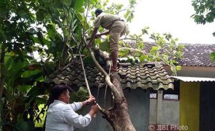 ANGIN KENCANG SRAGEN : Kamar Mandi MIM dan Rumah Warga Rusak Tertimpa Pohon Tumbang