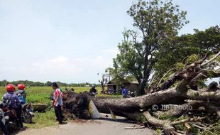 ANGIN KENCANG SRAGEN : Pohon Tumbang Bikin Lalu Lintas Jalan Sragen-Balong Macet 1 Jam