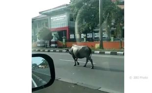 Heboh! Seekor Kerbau Jalan Santai di Kartasura Sukoharjo