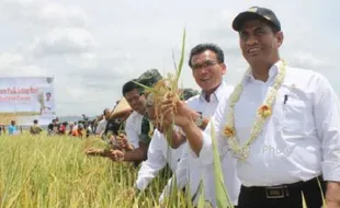 PERTANIAN JATENG : Mentan Tinjau Panen Raya Padi, Janji Tak Akan Sengsarakan Petani