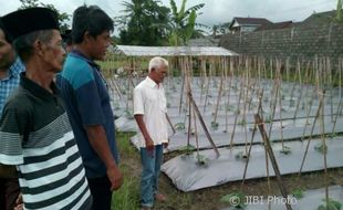 Budidaya Timun Baby di DIY Menggiurkan