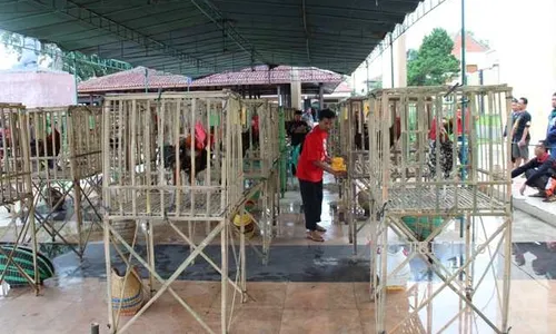 KOMUNITAS SOLORAYA : Begini Serunya Adu Kokok Ayam di Kontes Ayam Pelung Klaten