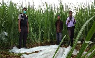 PENEMUAN MAYAT BATANG : Hilang 5 Hari, Lelaki Ditemukan Membusuk di Kebun Tebu