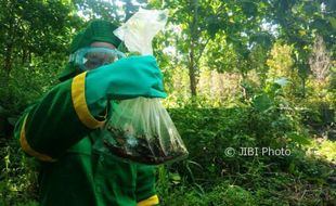 Belalang Setan di Gunungkidul Jinak, Tapi....