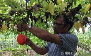 TANAMAN LANGKA : Buah dari Surga Pelawan Kanker Ada di Gunungkidul