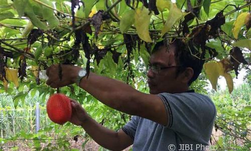 TANAMAN LANGKA : Buah dari Surga Pelawan Kanker Ada di Gunungkidul