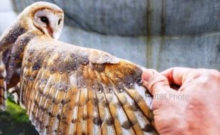 Serangan Hama Tikus, Petani Sragen Anggarkan Rp30 Juta untuk Beli Burung Hantu