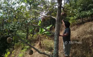 WISATA MADIUN : Durian Kawuk Khas Segulung Hanya Dijual Jika Jatuh atau Matang Pohon