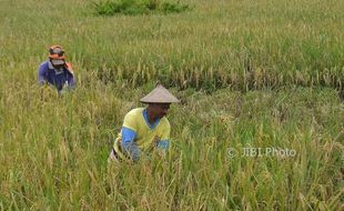 PERTANIAN SUKOHARJO : Harga Gabah Tembus Rp6.000/Kg, Tengkulak Merajalela