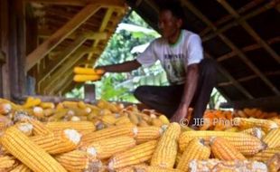 FOTO INFO BELANJA : Panen Raya, Harga Jagung Merosot