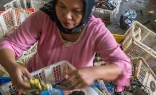 FOTO INFO BELANJA : Kepiting Demak Jadi Rp150.000/Kg