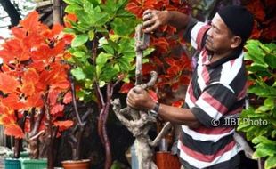 FOTO  PERKEBUNAN JATENG : Kayu Kopi Tuntang Jadi Pohon Hias