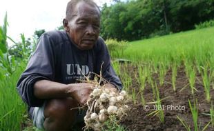 PERTANIAN GUNUNGKIDUL : Kisah Sungkono yang Bertahan Menanam Bawang Putih