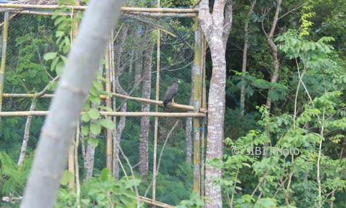 Ini Alasan Hutan Menoreh Dipilih untuk Melepas Liar Elang Langka