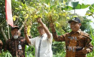 Kedelai Semakin Tak Diminati Petani di Gunungkidul