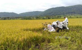 Awal Tahun, 669.364 Hektare Sawah di Jateng bakal Panen