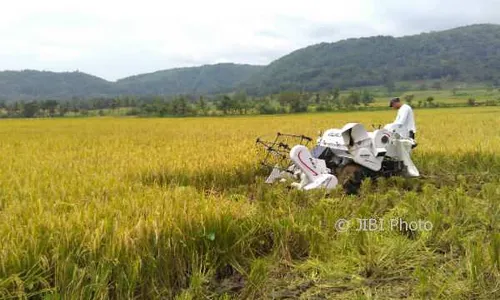 Impor Beras Melukai Hati Petani