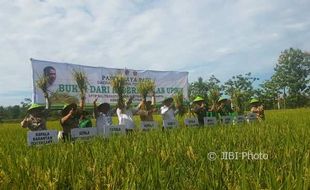 400 Kg Benih Inpari di Bantul Jadi Rintisan DIY Mandiri Benih