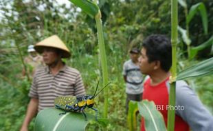 Mengenal Aulrches Miliaris, Serangga Beracun yang Meresahkan Warga Gunungkidul