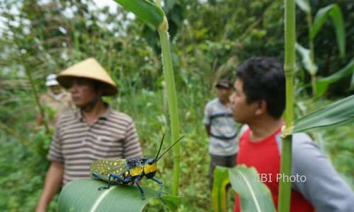 Belalang Setan atau Belalang Bulus Racuni Warga Gunungkidul, Jadi Wabah di 2018