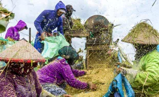 PERTANIAN JATENG : Petani Berlahan 0,5 Ha ke Bawah Dominan, Pemprov Akui Petani Jateng Miskin