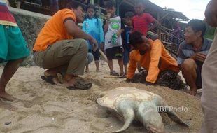 Penyu Berbobot 25 Kg Ditemukan Mati di Pantai Sepanjang