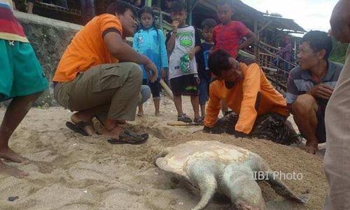 Apa Penyebab Matinya Penyu Berbobot 25 Kg di Pantai Sepanjang?