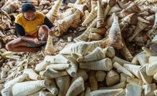 FOTO INFO BELANJA : Harga Rebung Bahan Lumpia Turun