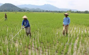 PERTANIAN WONOGIRI : Biar Tak Ribet, Tebus Pupuk Pakai Kartu Tani Lewat Gapoktan