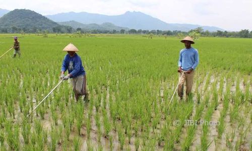 Sukoharjo Krisis Regenerasi Petani, Begini Cara Pemkab Mengatasinya